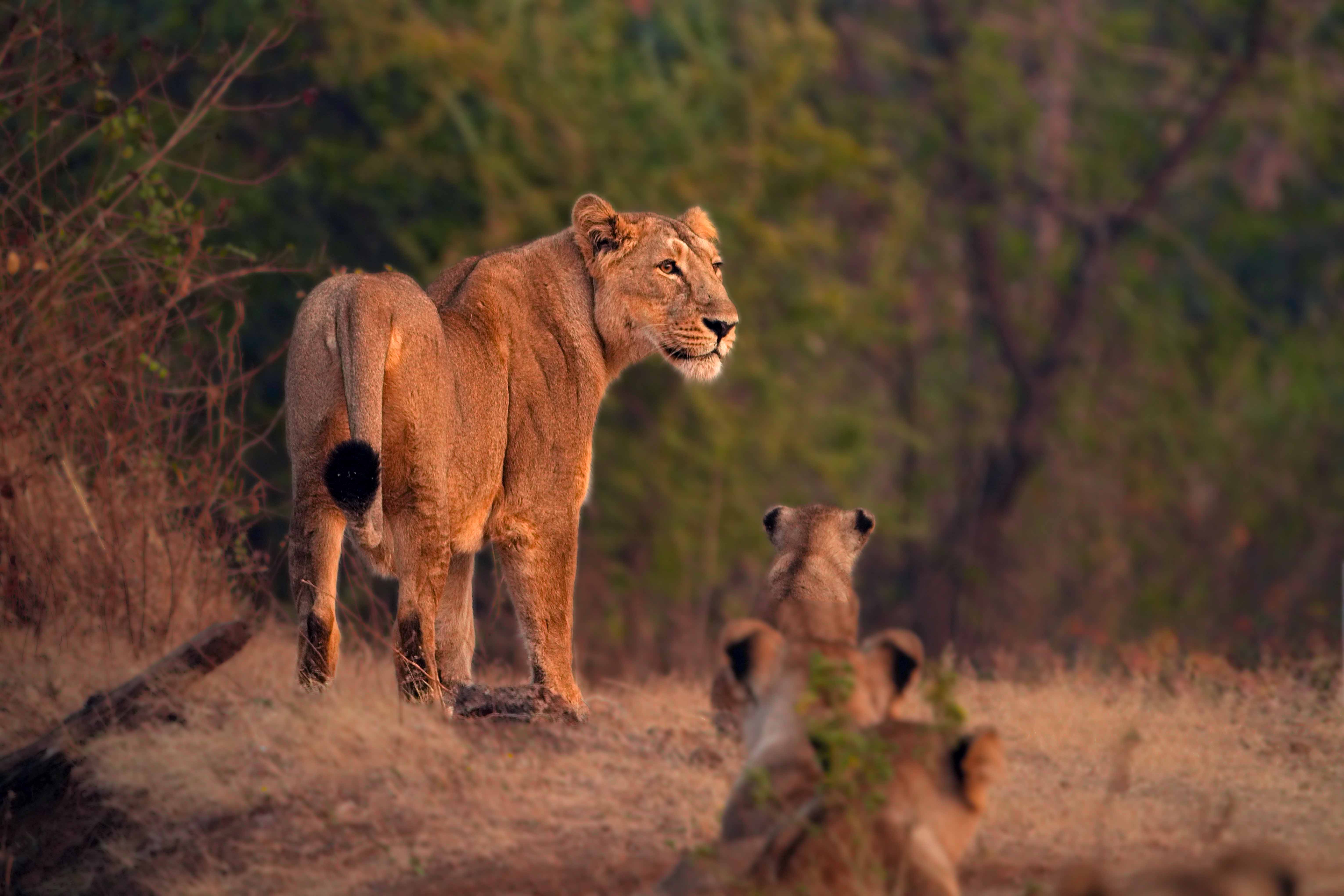 Asiatic Lion — Gujarat