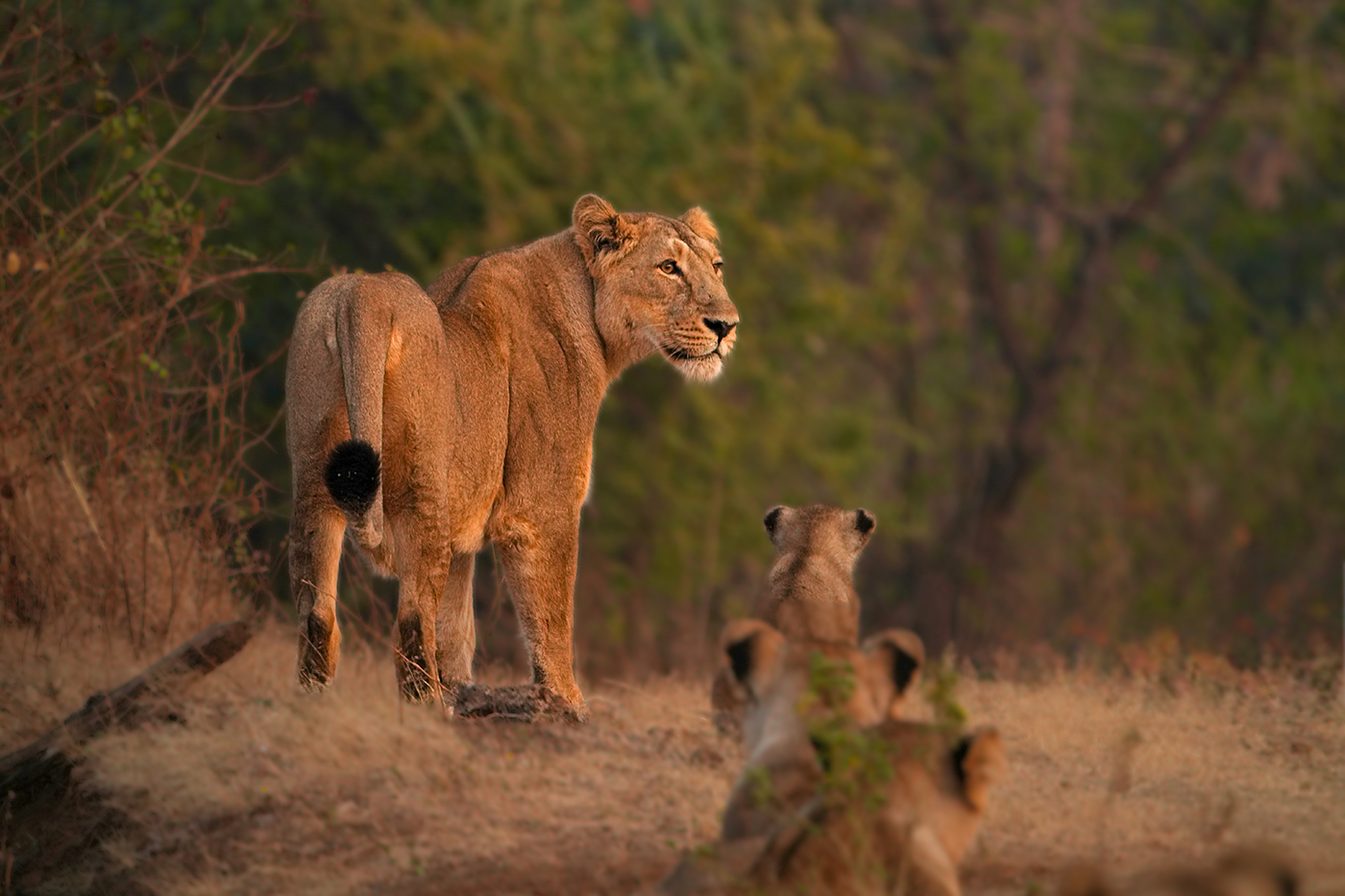 Gujarat — The Western Sentinel — Ocean, Lions & Living Craft