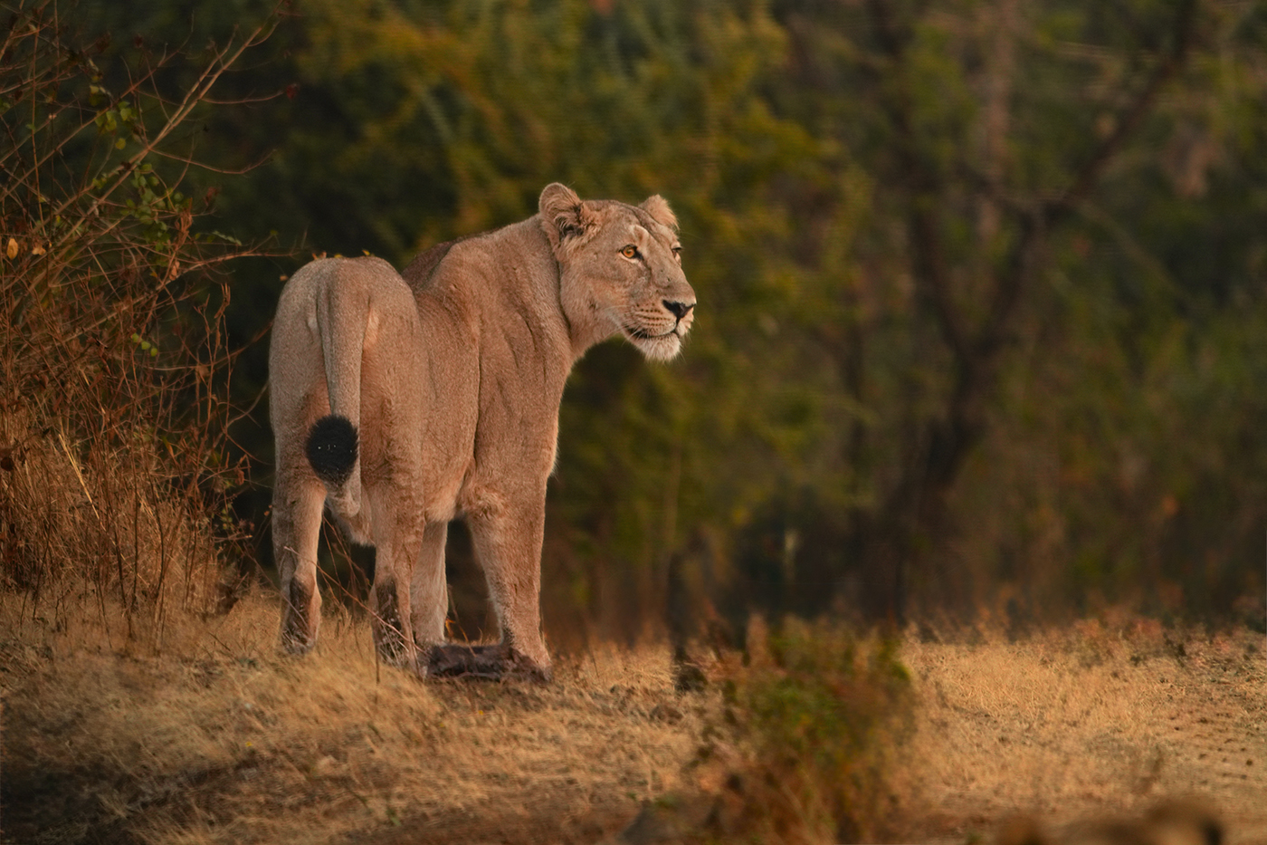 Lioness, Gir — Gujarat