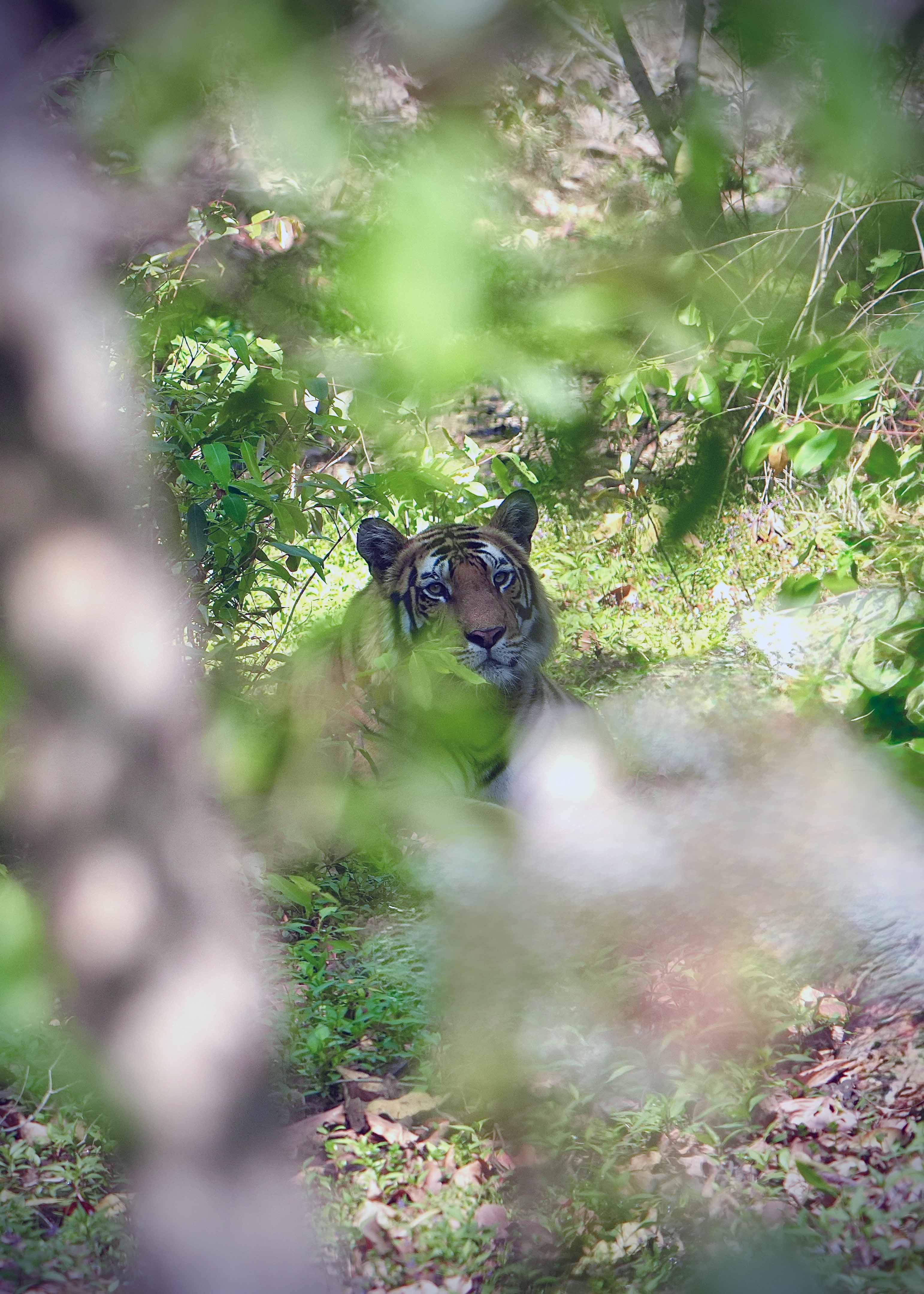 Bandhavgarh — Madhya Pradesh