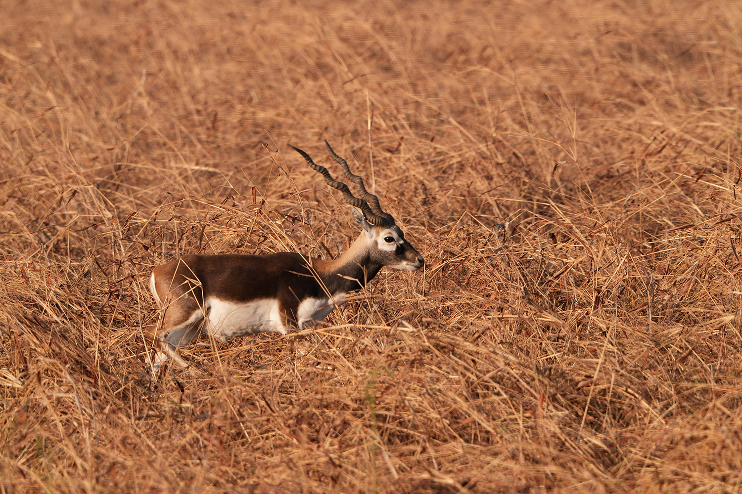 Velavadar Plains — Gujarat