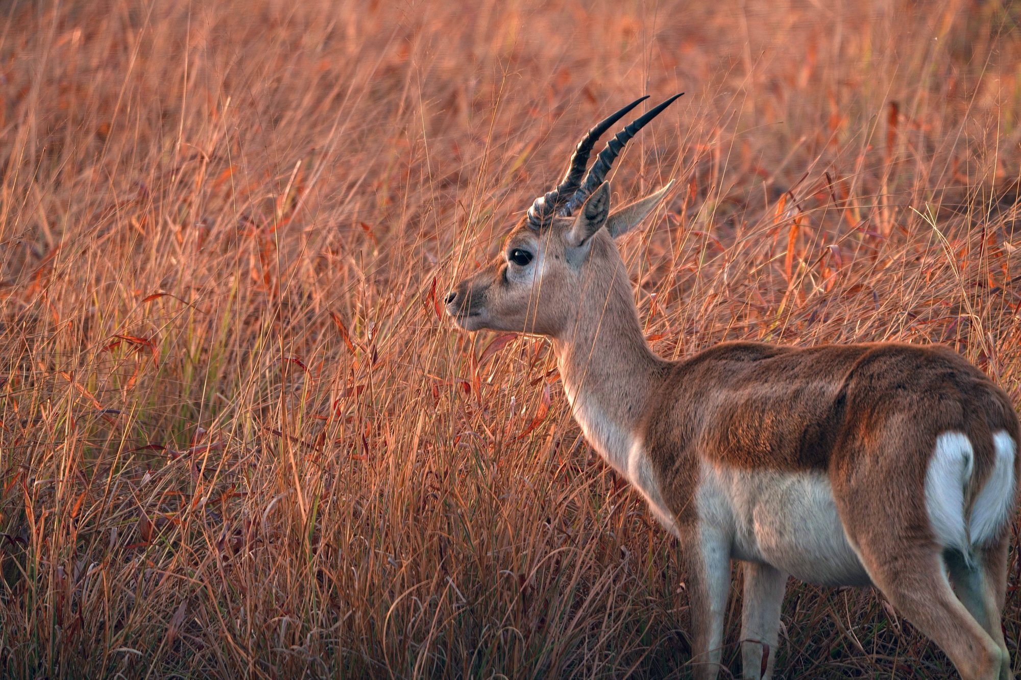 Blackbuck — Gujarat