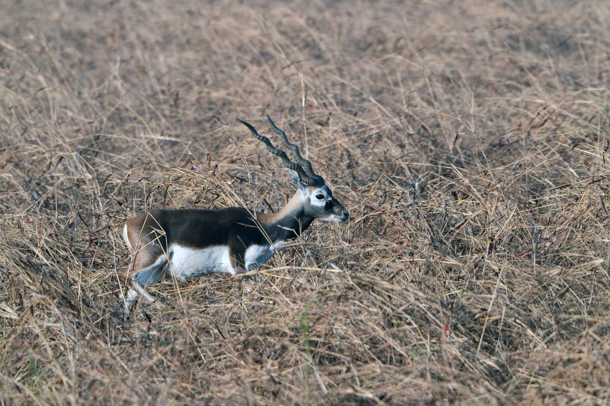 Blackbuck — Gujarat