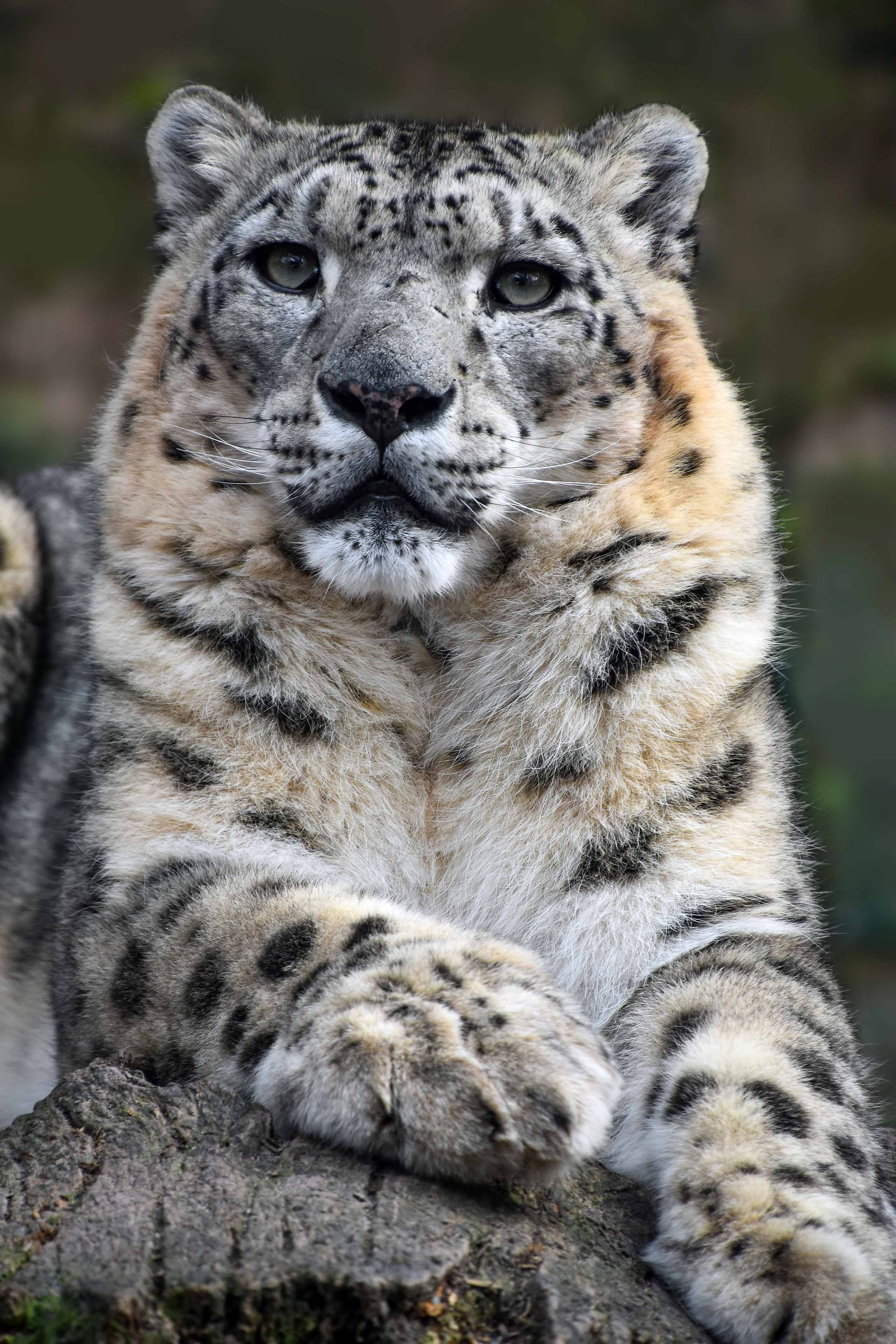 Close Up Front Portrait Of Snow Leopard — Ladakh