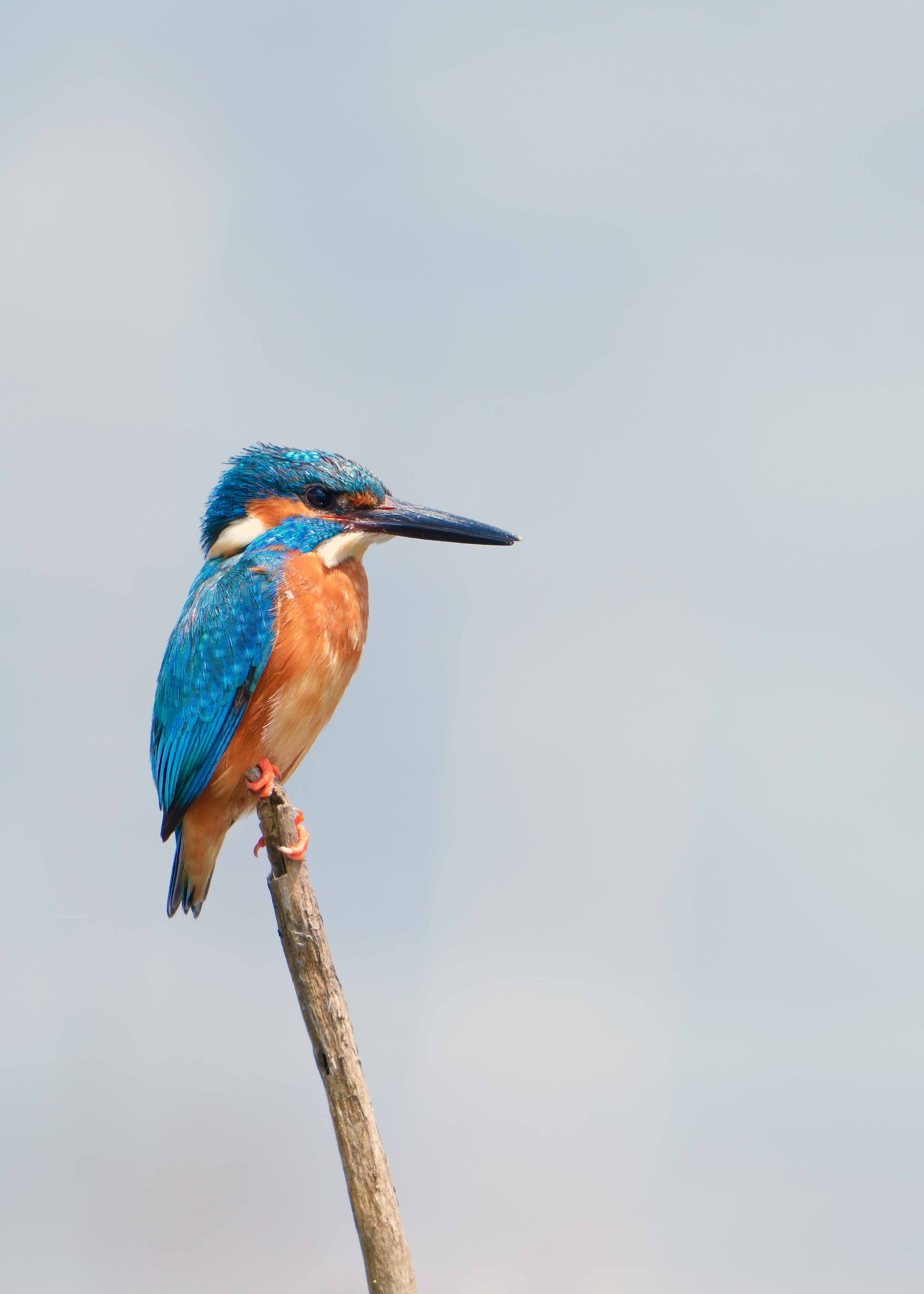 Common Kingfisher — Madhya Pradesh