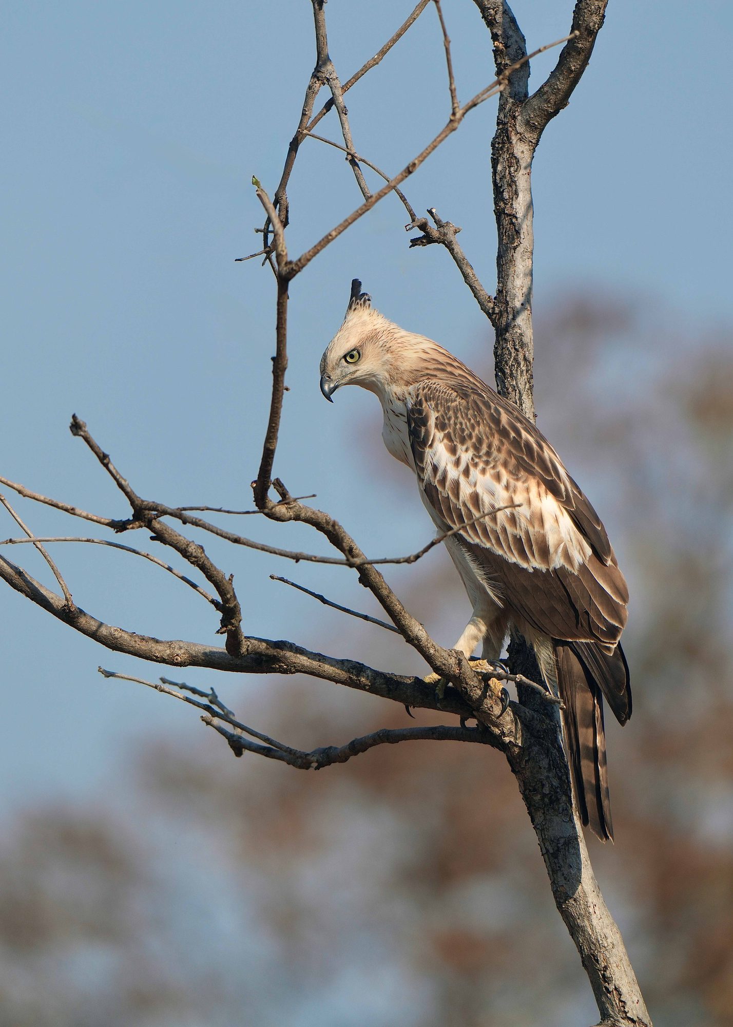 Crested Hawk-eagle — Madhya Pradesh
