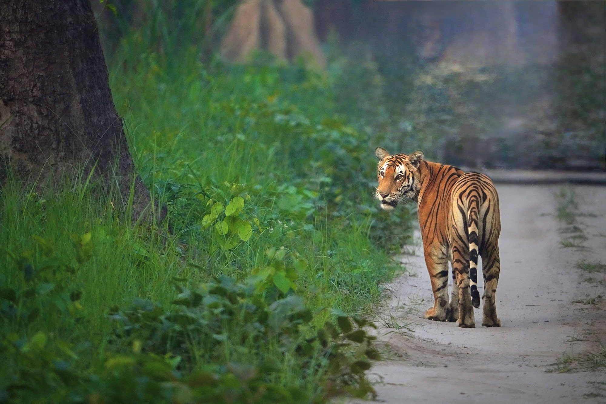 Dudhwa — Uttar Pradesh