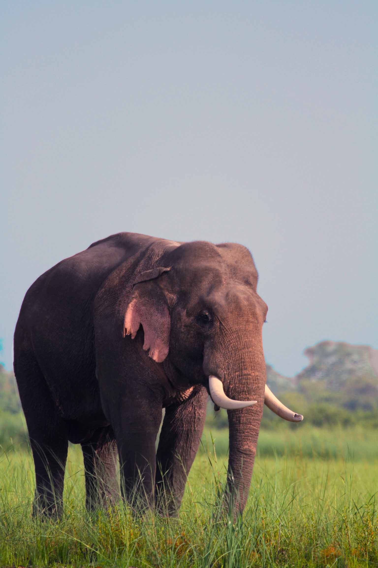 Dudhwa — Uttar Pradesh