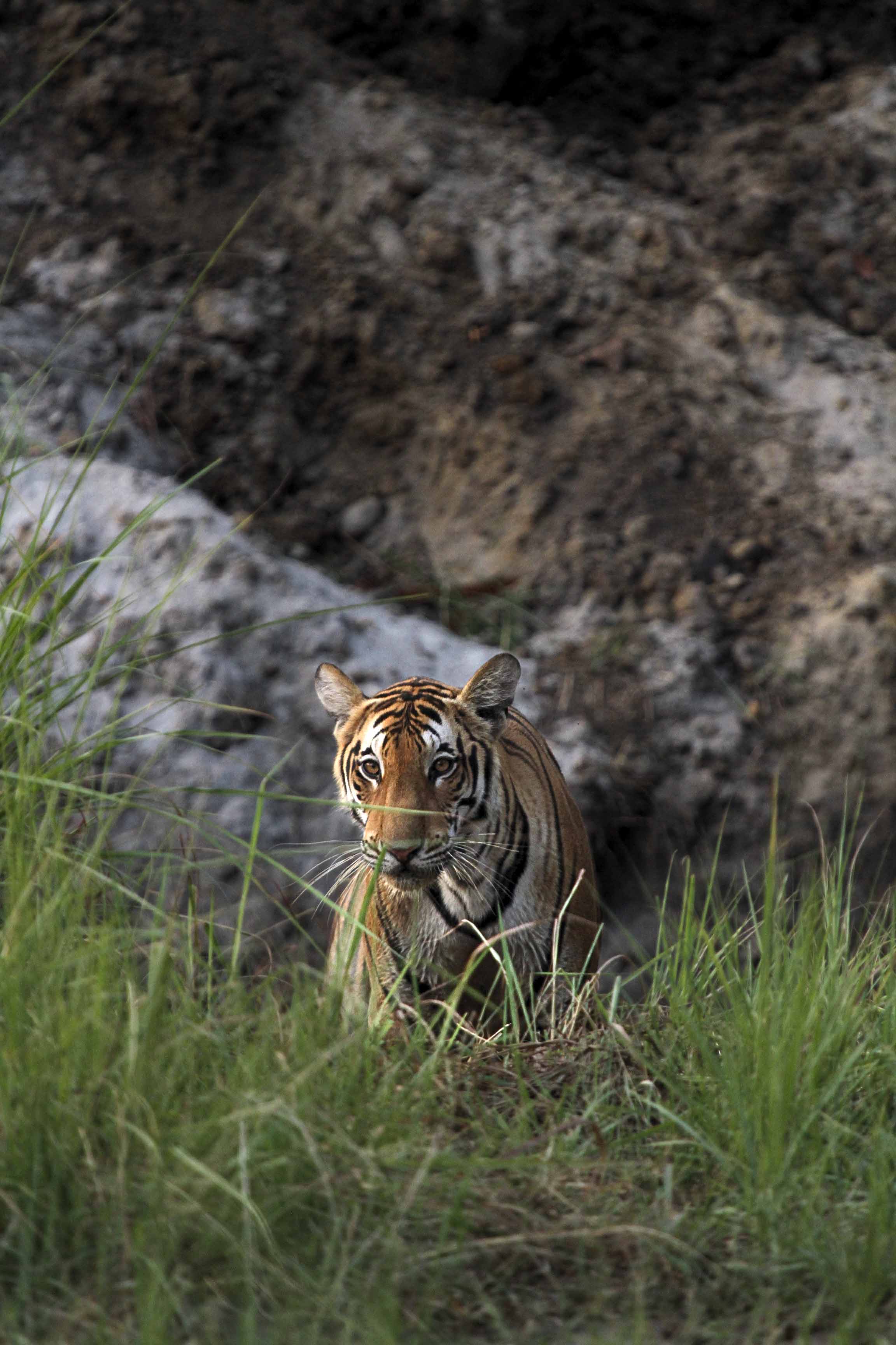 Dudhwa — Uttar Pradesh