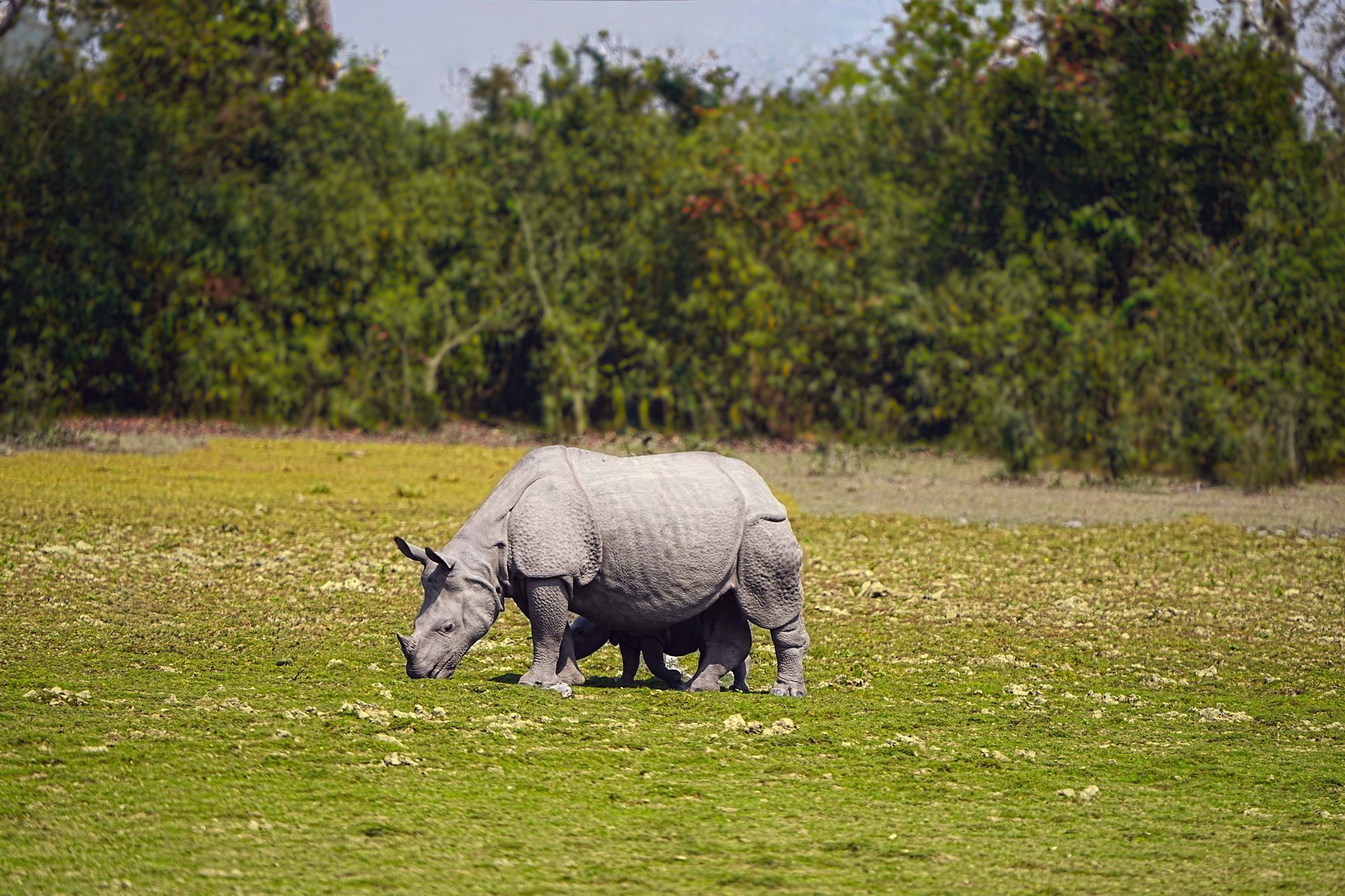 Dudhwa — Uttar Pradesh