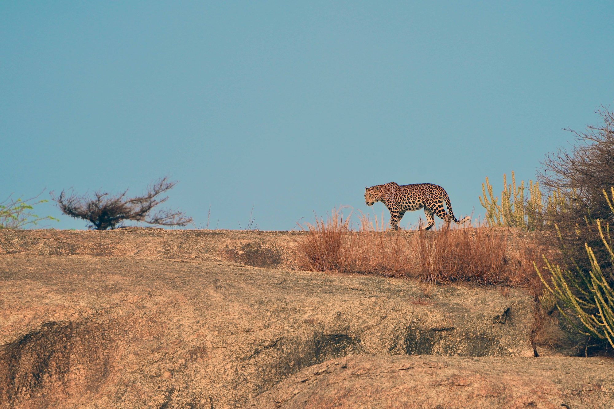 Jawai — Rajasthan