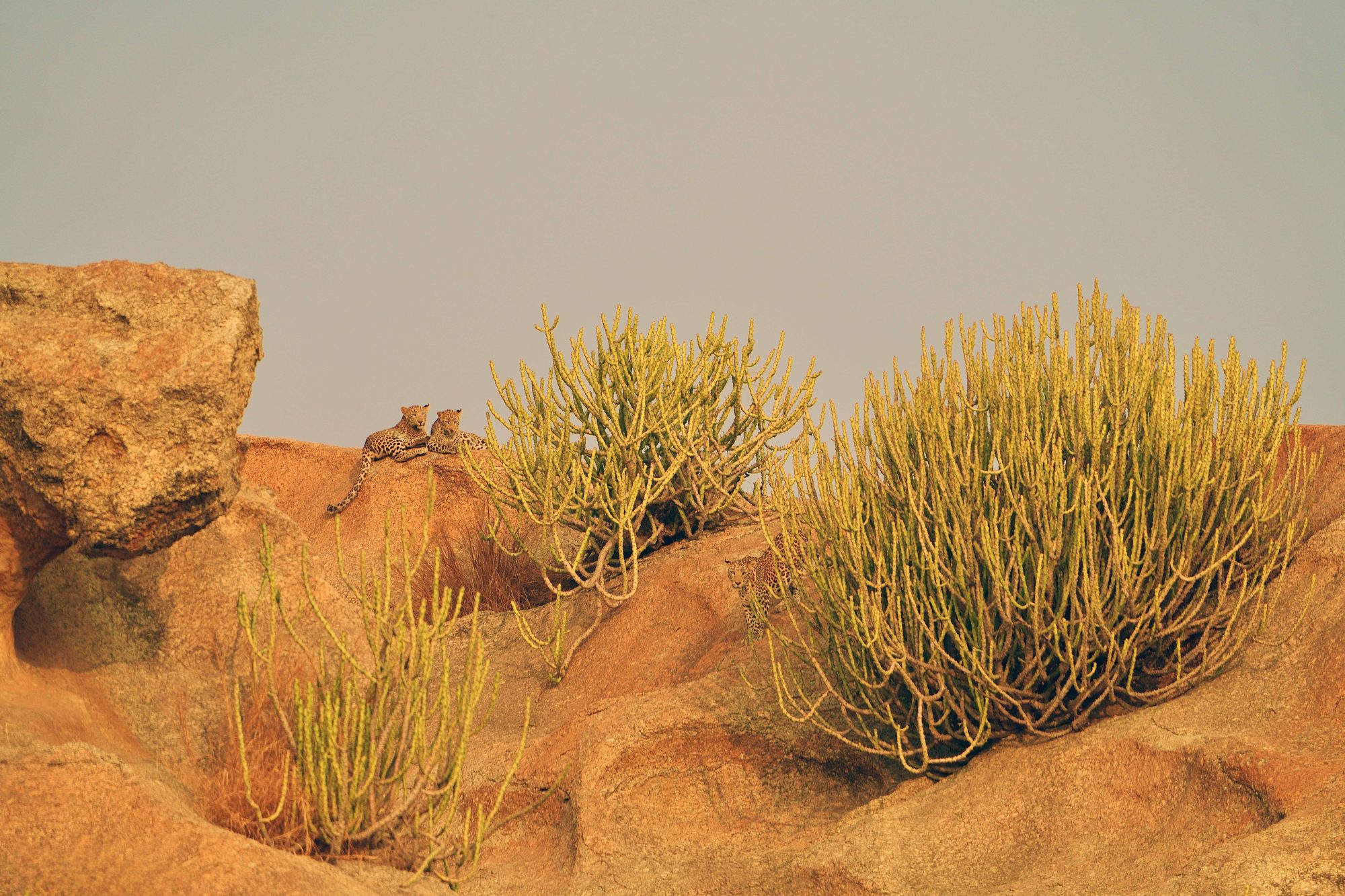 Jawai — Rajasthan