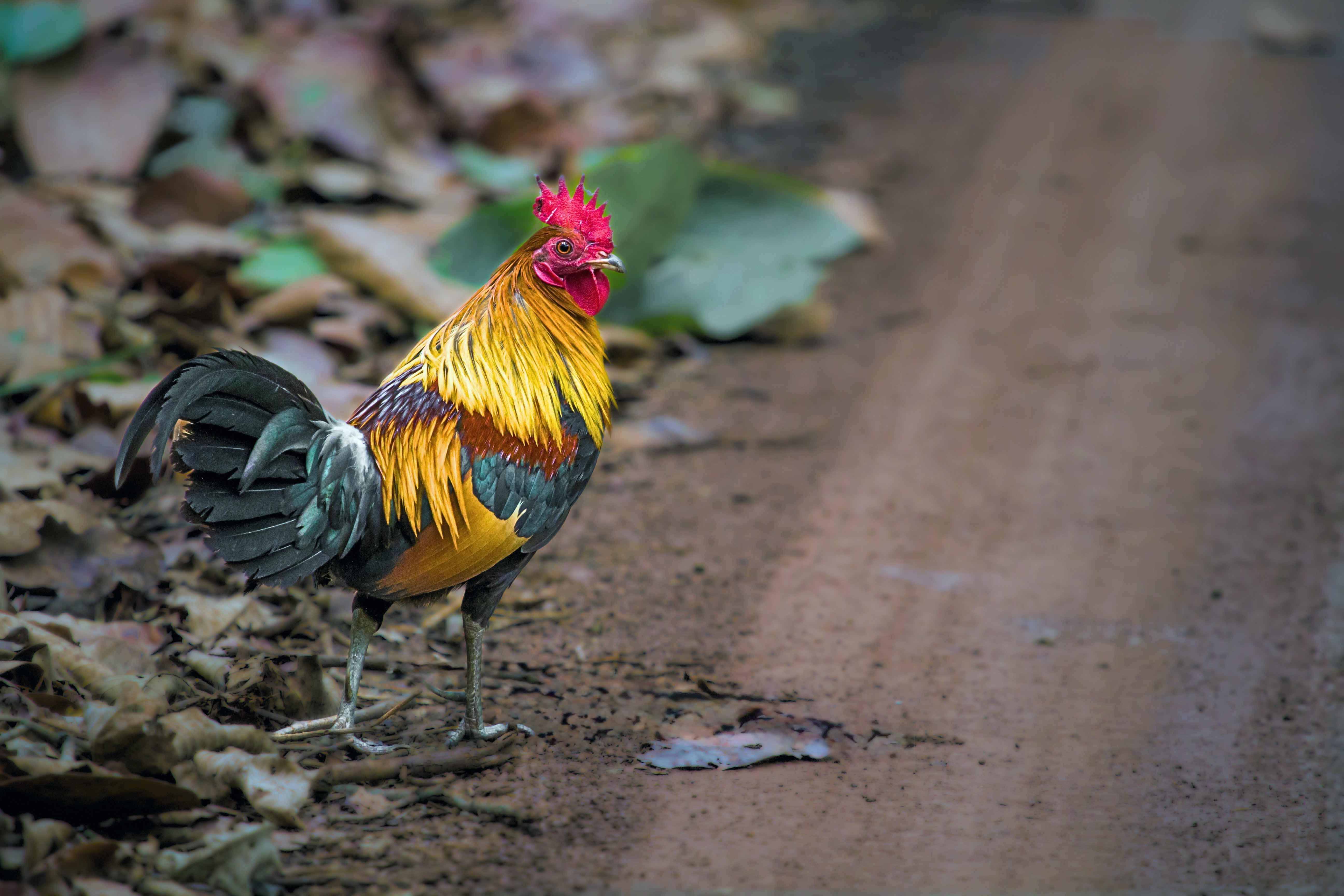 Junglefowl — Madhya Pradesh