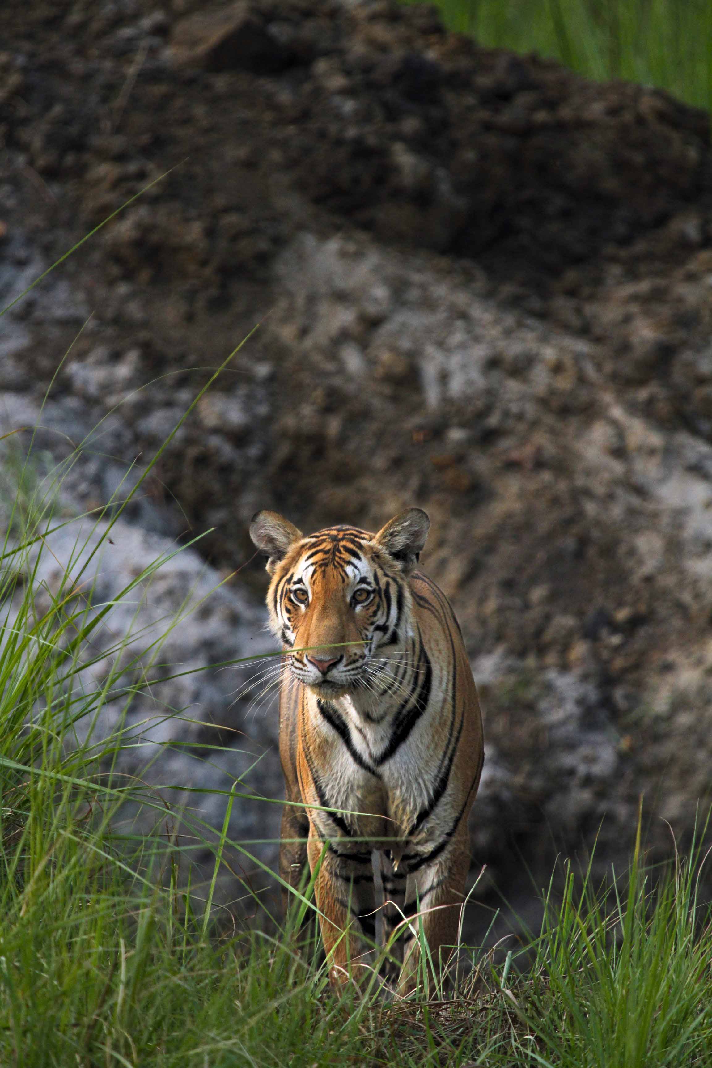 Royal Bengal Tiger — Uttar Pradesh