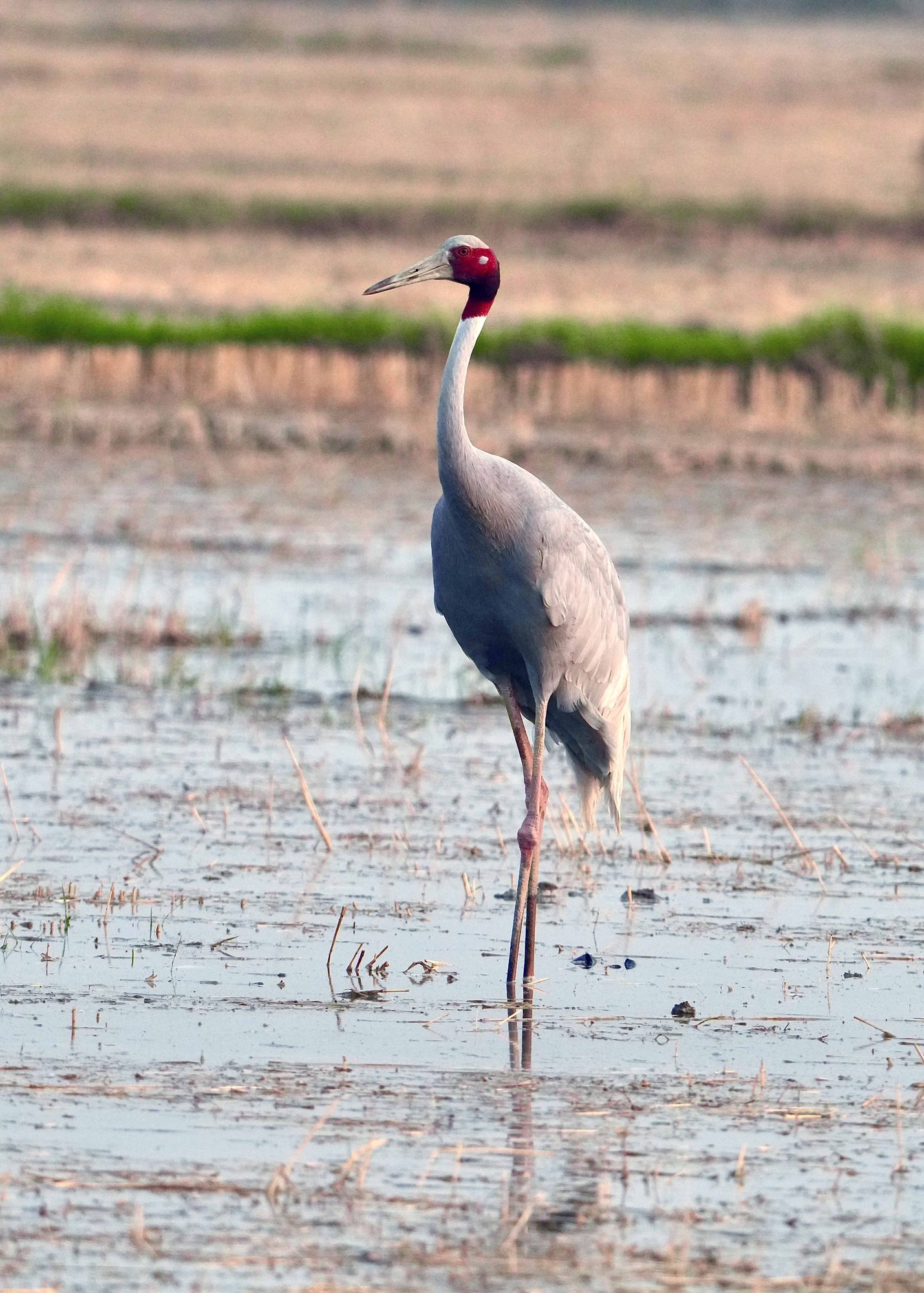 Sarus Bharatpur — Rajasthan