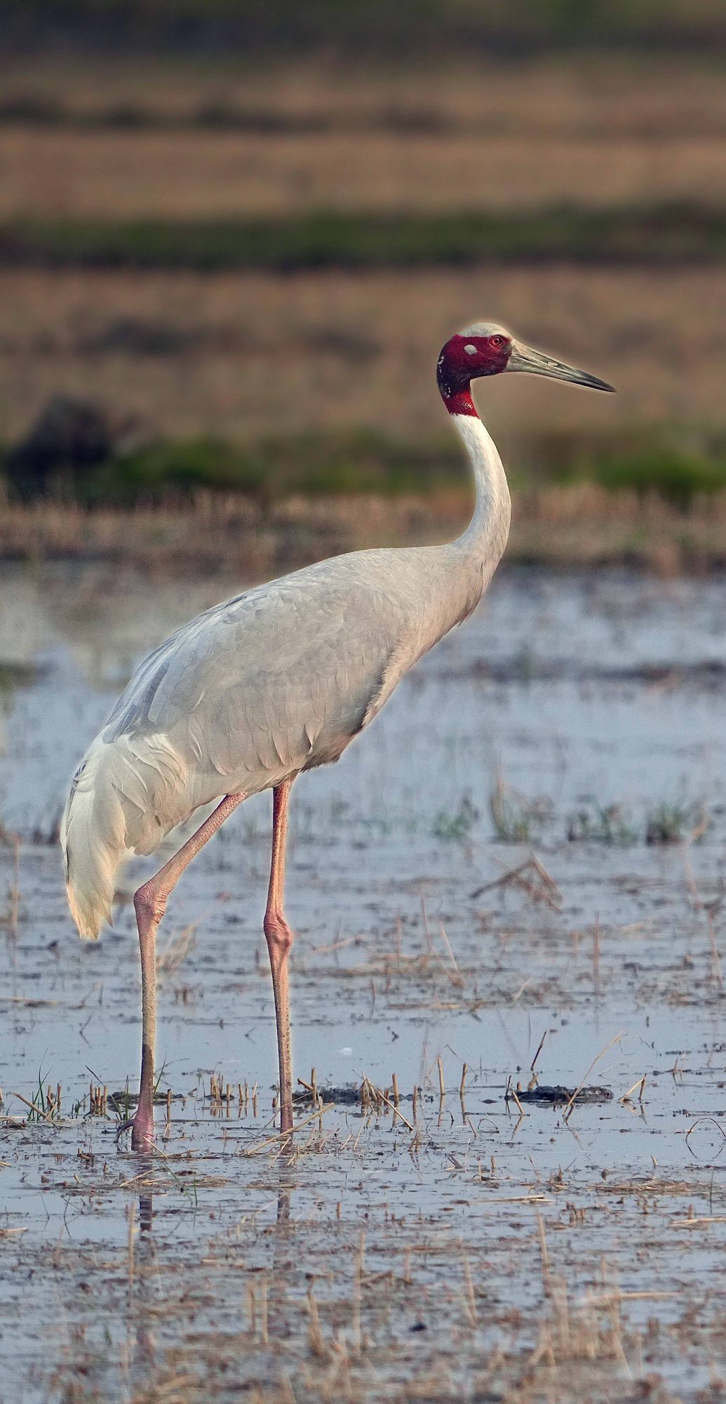 SARUS UP — Uttar Pradesh