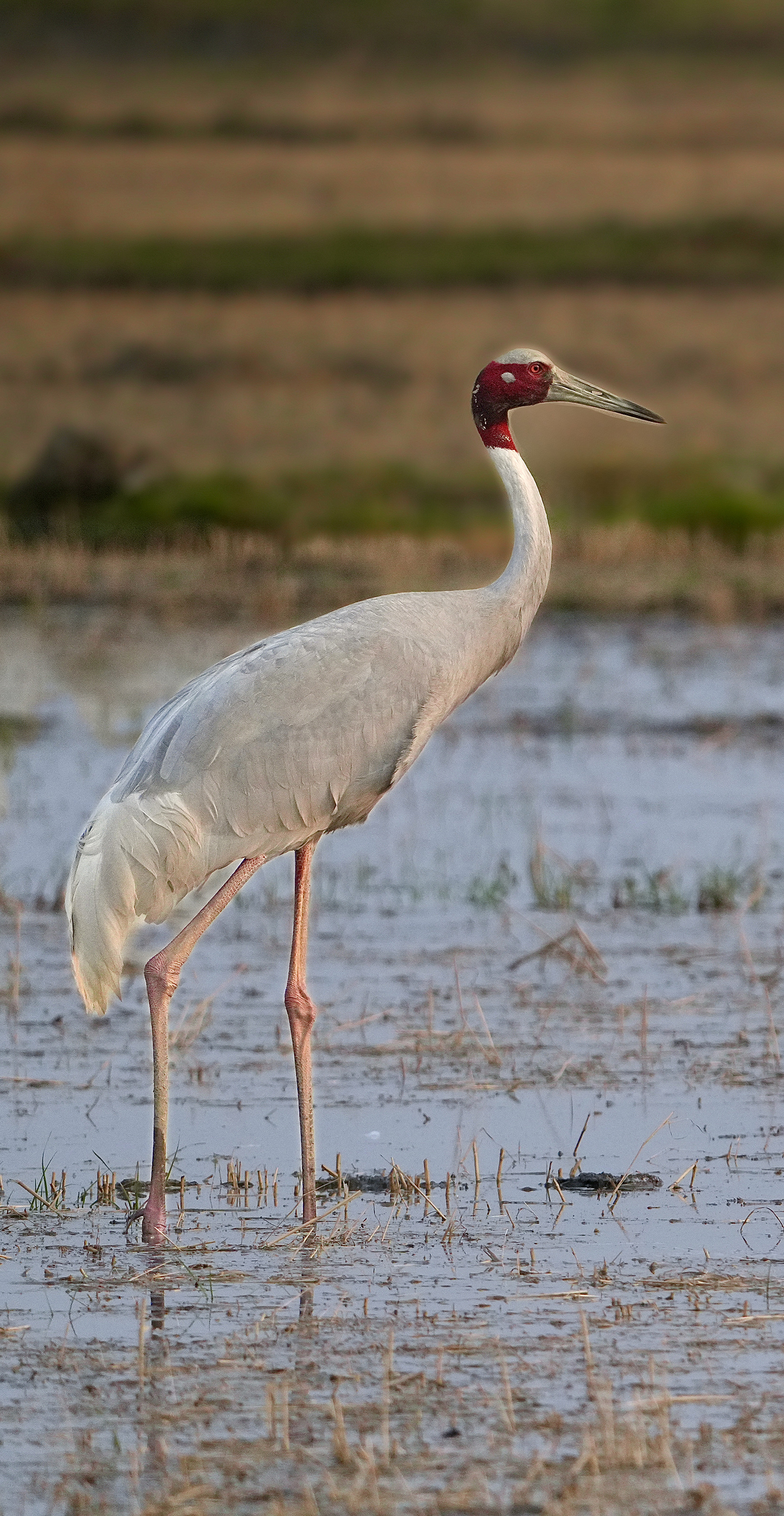 Sarus Crane — Uttar Pradesh