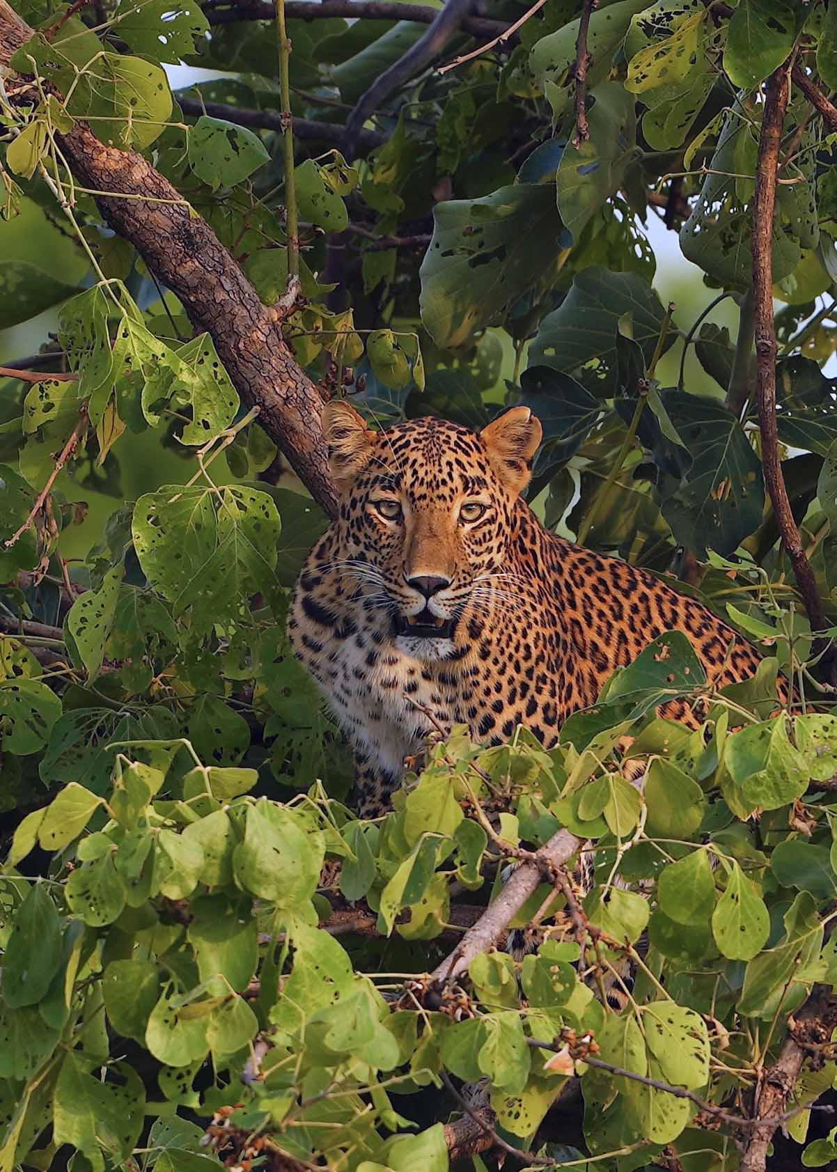 Satpura National Parrk — Madhya Pradesh