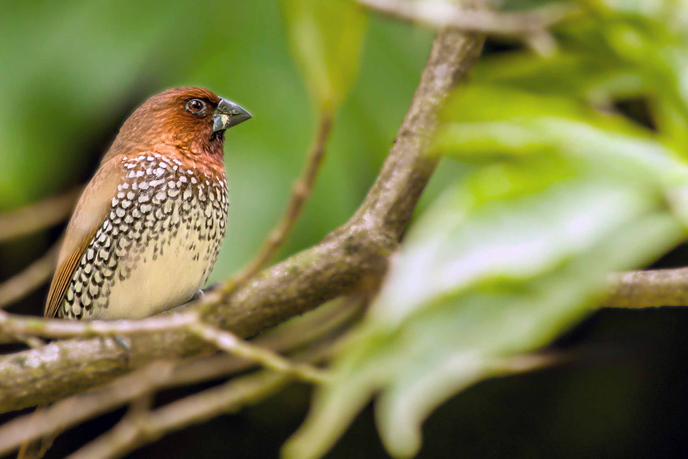 Scaly-breasted Munia — Uttar Pradesh