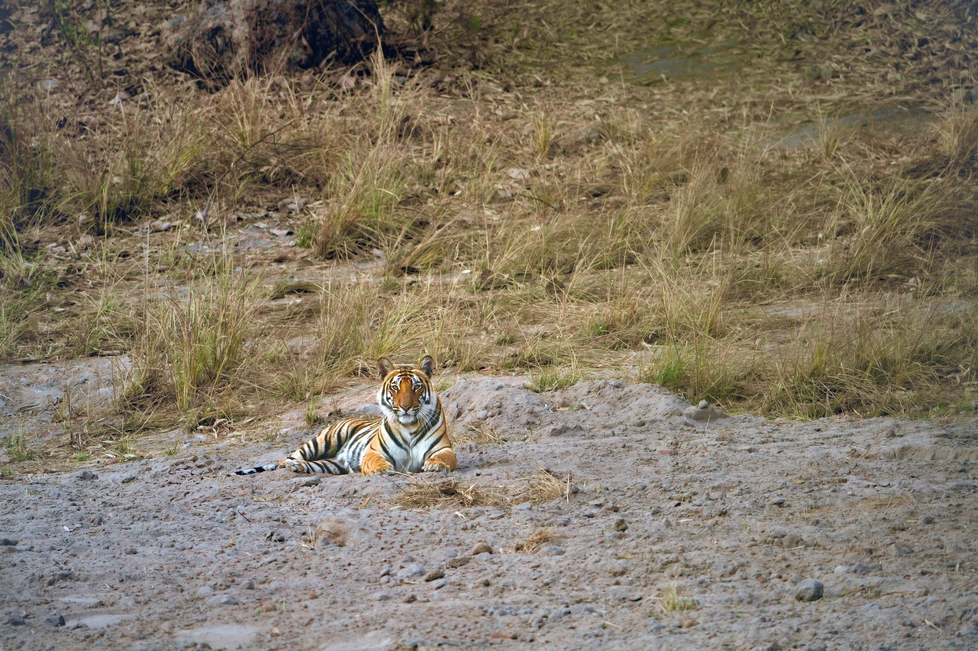 Tiger — Madhya Pradesh