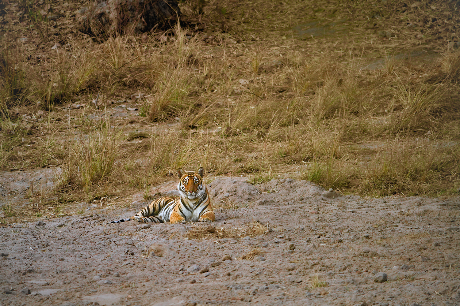 Wildlife & Nature