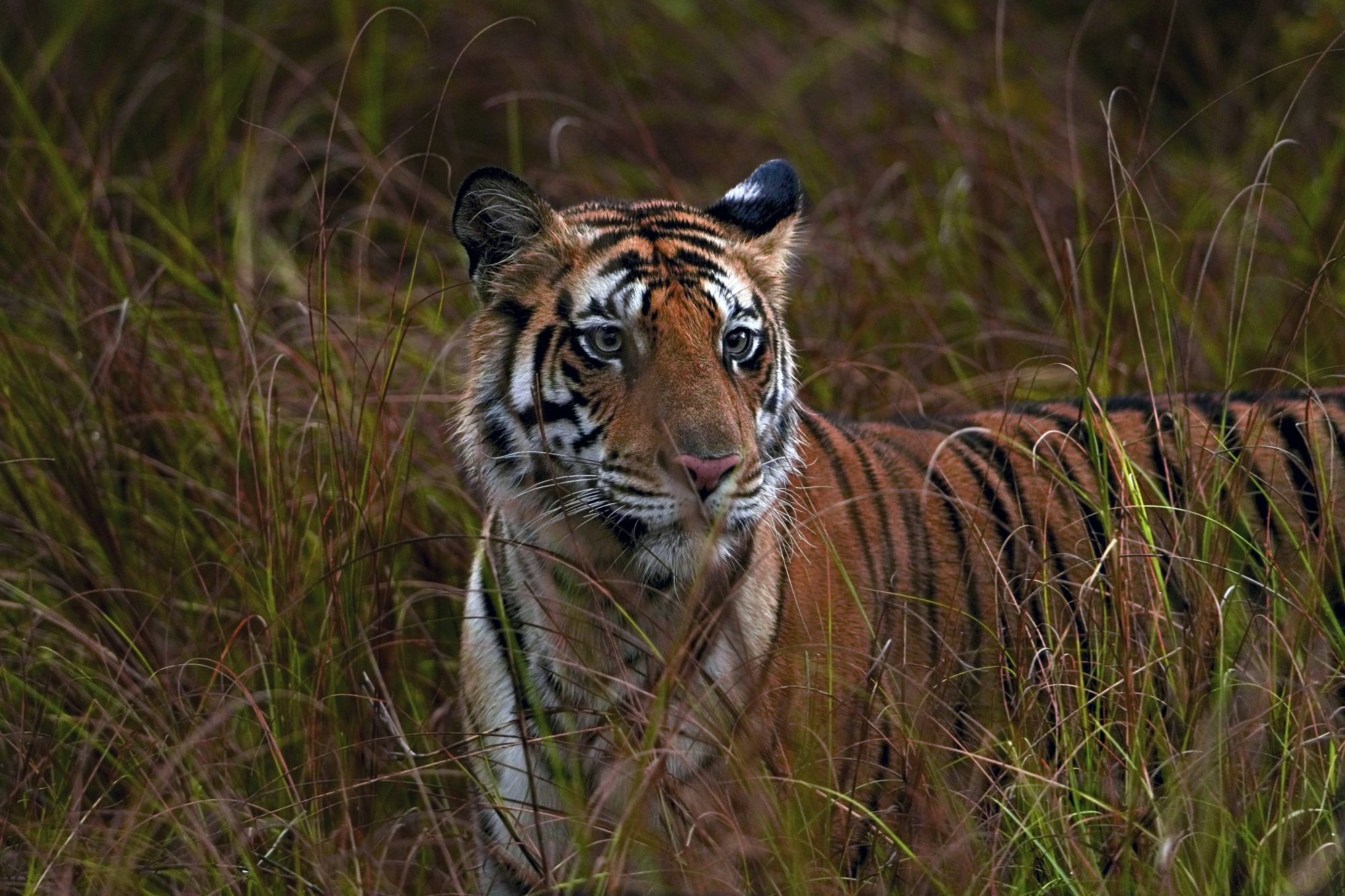 Tiger Panna Madhya Pradesh — Madhya Pradesh